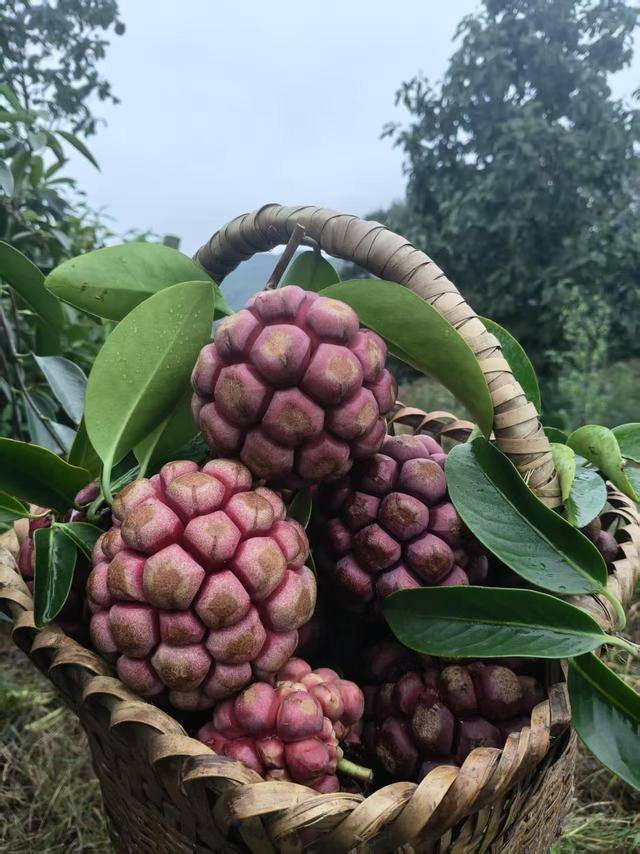 世界杯竞猜-从100克到600克，亩产值可达4万元！成都邛崃小伙返乡种出“黑老虎”